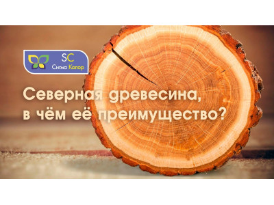 Чем так хороша северная древесина?